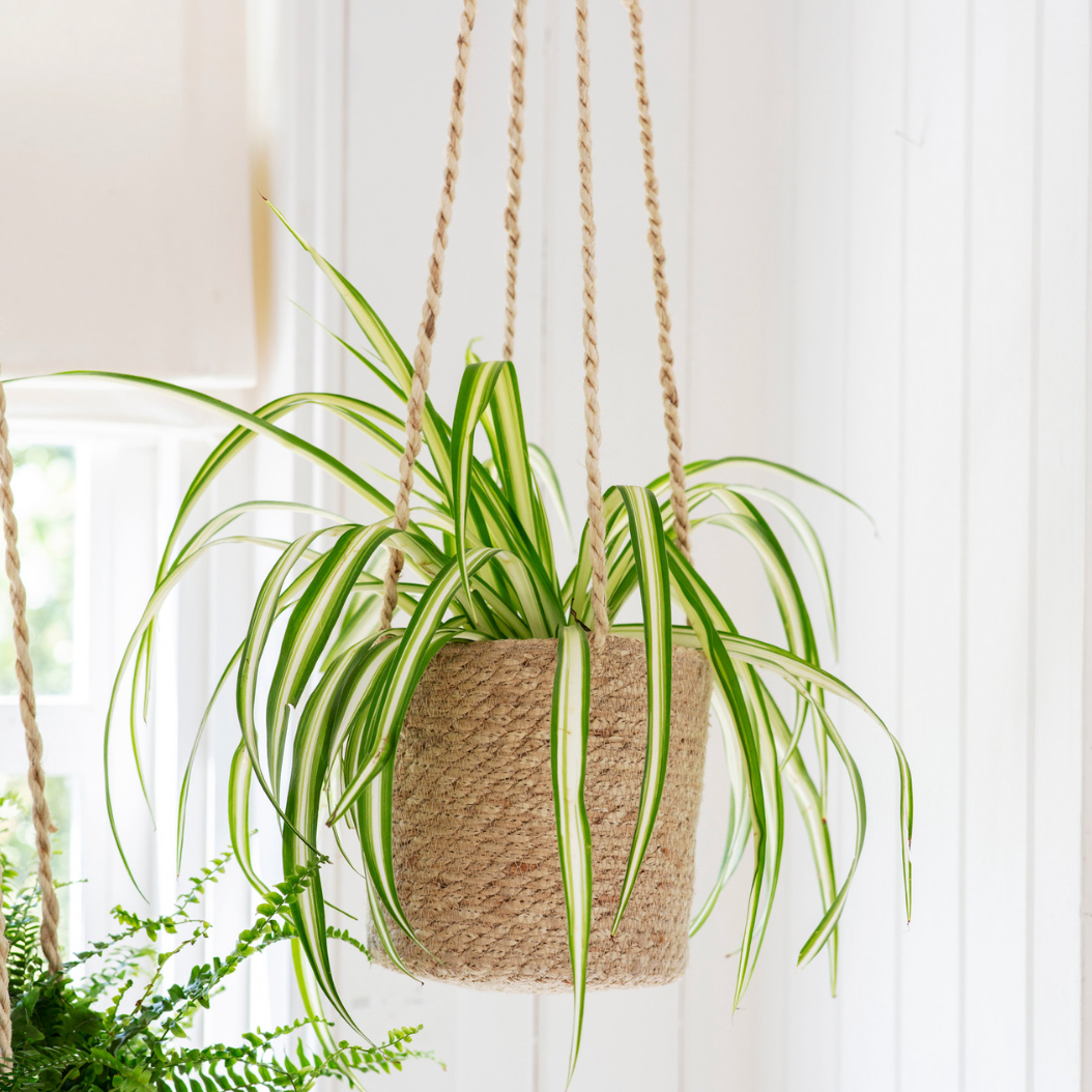 Jute Woven Hanging Plant Pot