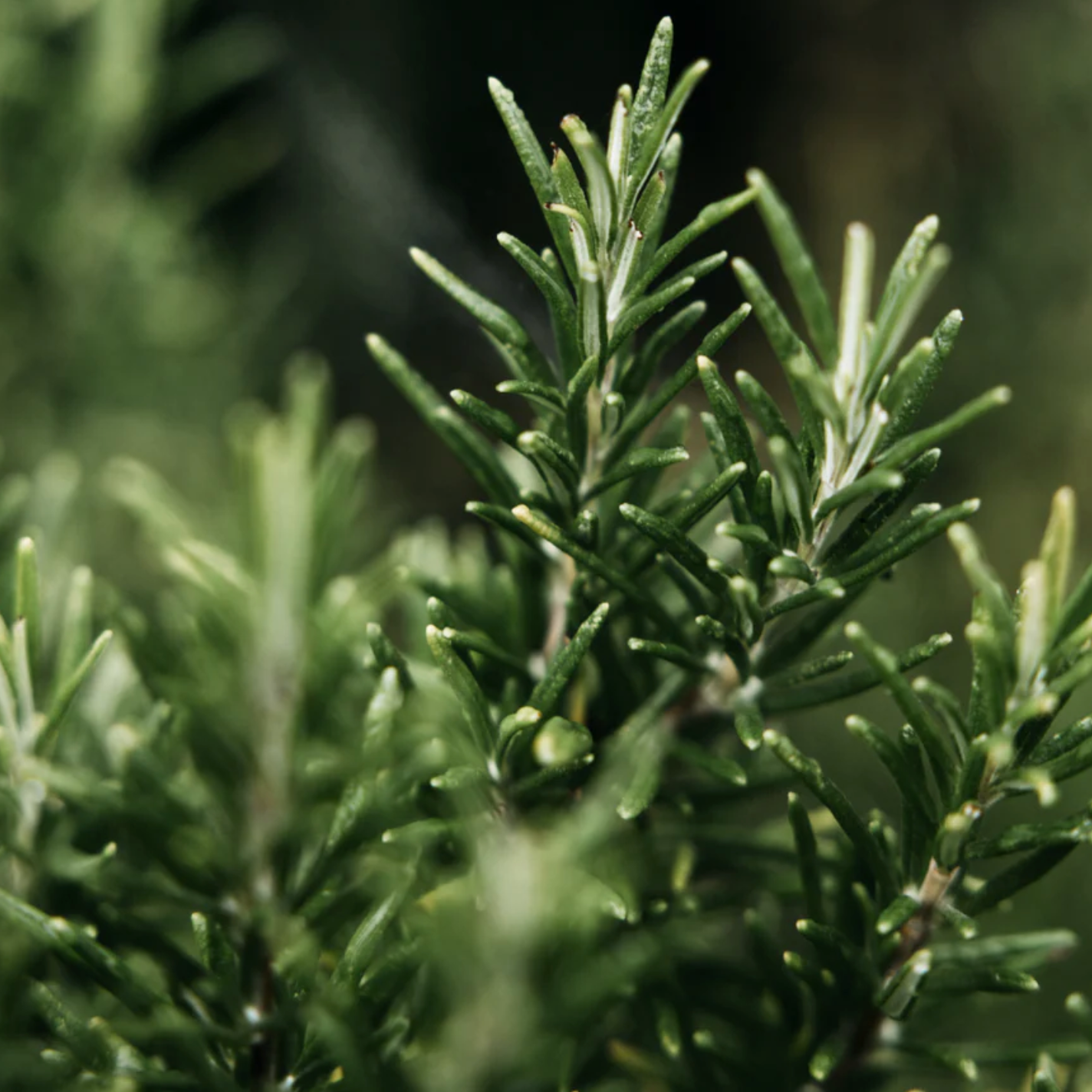 Bay And Rosemary Hand Soap Refill
