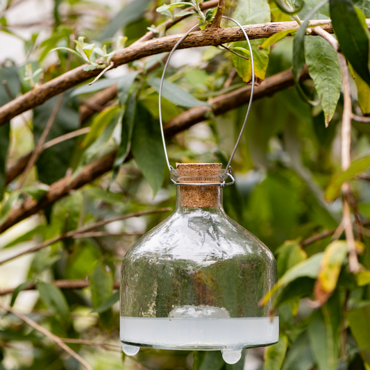 Hanging Glass Wasp Catcher