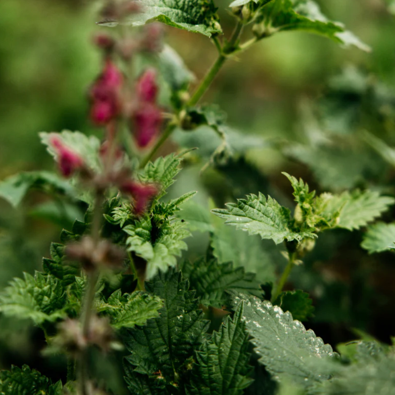 Bergamot And Nettle Reed Diffuser Refill