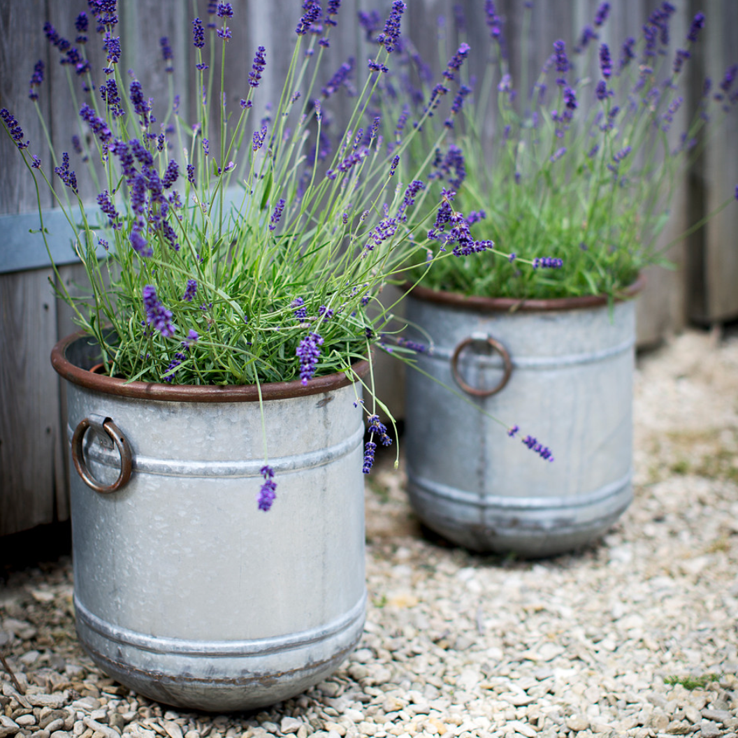 Set Of Three Malmesbury Metal Planters